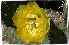 Cactus Flower